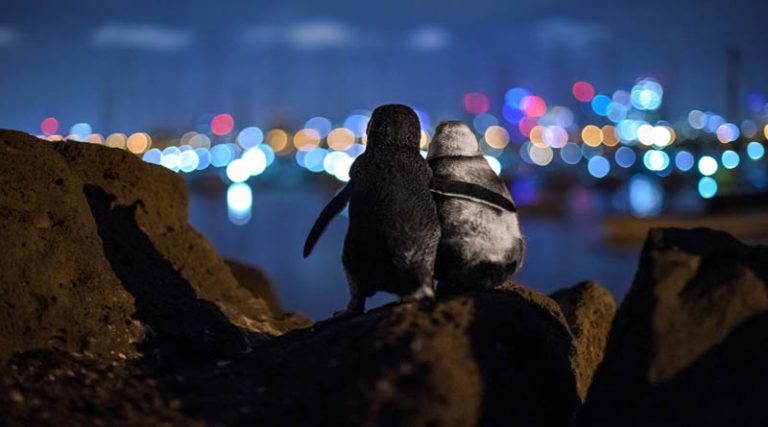 Η συγκινητική φωτογραφία των δυο πιγκουίνων που κέρδισε το πρώτο βραβείο στα Ocean Photograph Awards