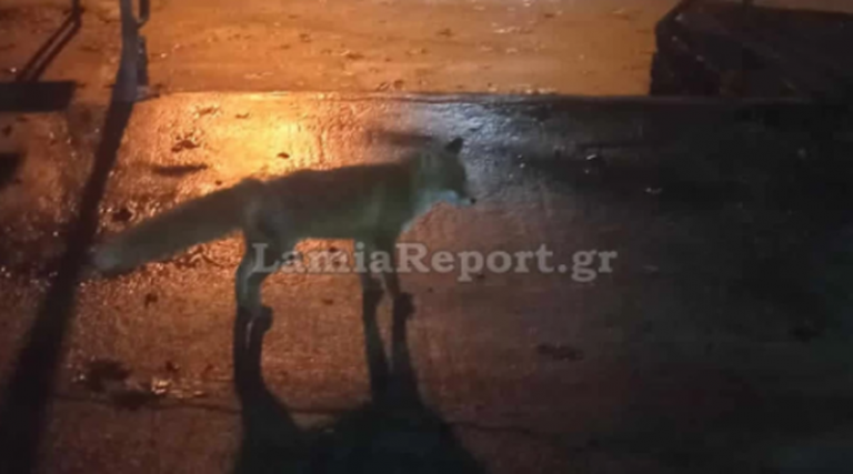 Κτηνωδία: Σκότωσε αλεπουδάκι που φρόντιζαν οι συγχωριανοί του (φωτό)