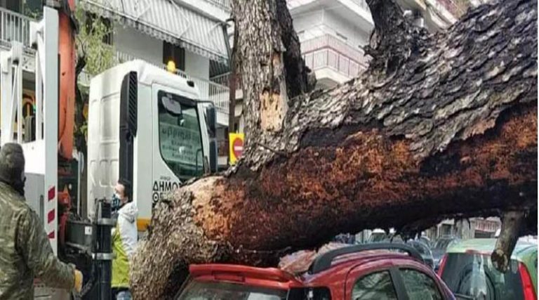 Δέντρο από την αυλή σχολείου έπεσε πάνω σε αυτοκίνητα! (φωτό & βίντεο)