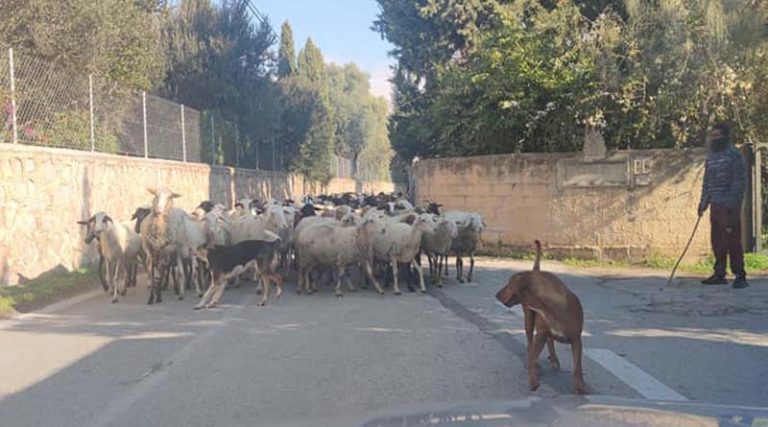 Βγήκαν βόλτα τα πρόβατα στο Πικέρμι! (φωτό)