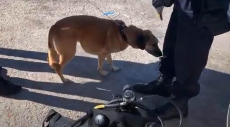 Συγκινεί ο σκύλος που ψάχνει το νεκρό αφεντικό του  μετά τη βύθιση του ιστιοφόρου (video)