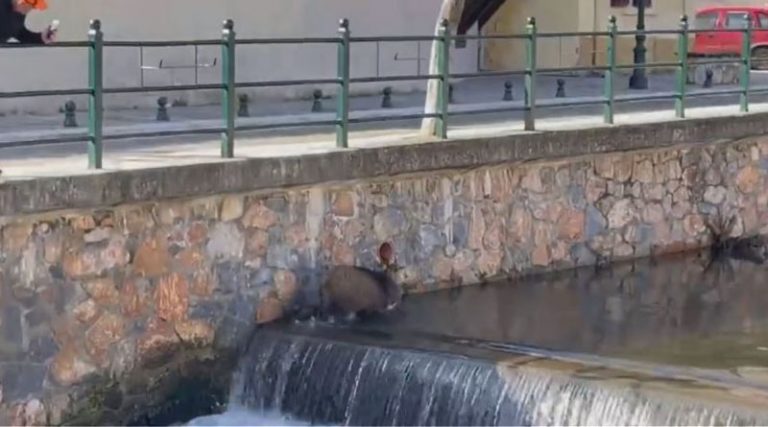 Δείτε το βίντεο της ημέρας! Aγριογούρουνο να πηγαίνει «σφαίρα» μέσα σε ποτάμι!