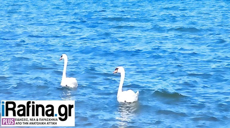 Βόλτα στην παραλία για το ζευγάρι των κύκνων στη Ραφήνα! (φωτό & βίντεο)