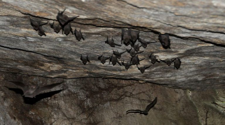 ΠΟΥ: Σε σπηλιές νυχτερίδων κρύβονται τα μυστικά του κορονοϊού