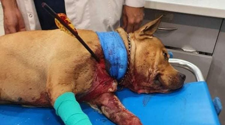 Φρίκη! Χτύπησαν με βέλος σκύλο – Νοσηλεύεται σε κρίσιμη κατάσταση! (φωτό)