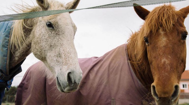 Μαρκόπουλο: Αγωνία για τα πανέμορφα άλογα του Ιπποδρόμου – «Δεν θα φύγουμε, αν δεν βρεθεί λύση»