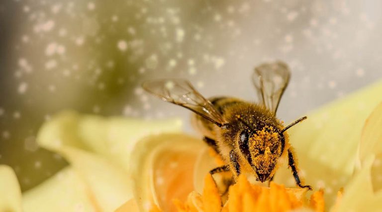 Αλλεργικό σοκ υπέστη 60χρονος έπειτα από τσίμπημα μέλισσας