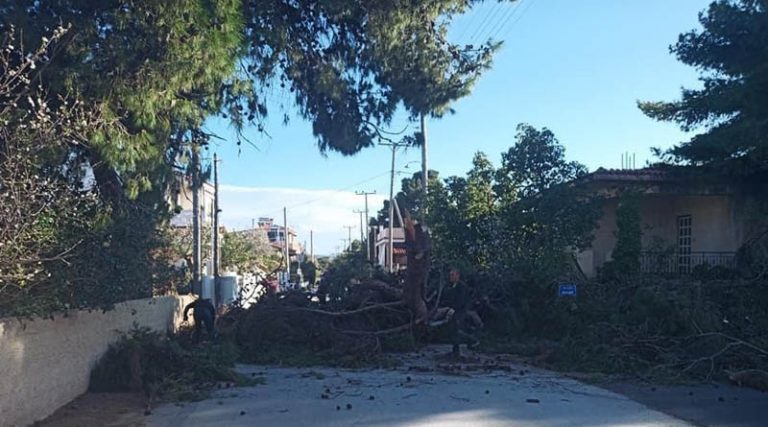 Αρτέμιδα: Προσοχή στην οδό Υπαπαντής – Πτώση δέντρου λόγω των ανέμων (φωτό)