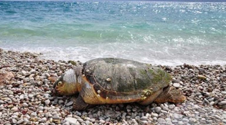 Νεκρή πρασινοχελώνα σε παραλία της Ανατολικής Αττικής