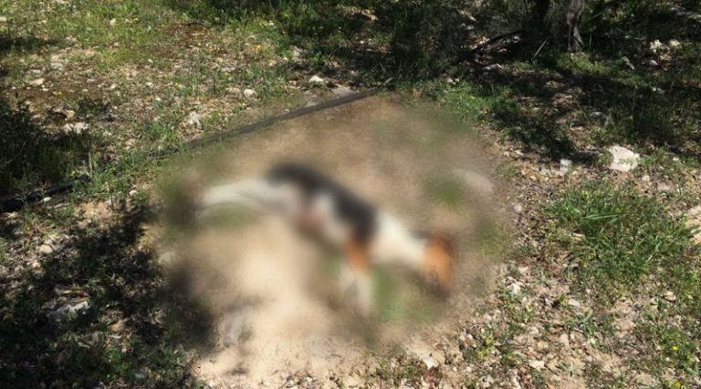 Κτηνωδία: Πυροβόλησε και σκότωσε σκυλάκι αφού πρώτα το βασάνισε!