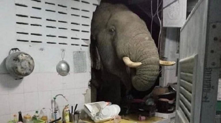 Ελέφαντας γκρέμισε τοίχο κουζίνας ψάχνοντας φαγητό (βίντεο)