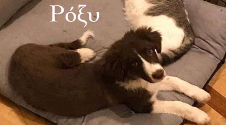 Φιλοζωικό Σωματείο Μαραθώνα: Η συγκινητική ιστορία του σκύλου που δολοφονήθηκε στα Γλυκά Νερά
