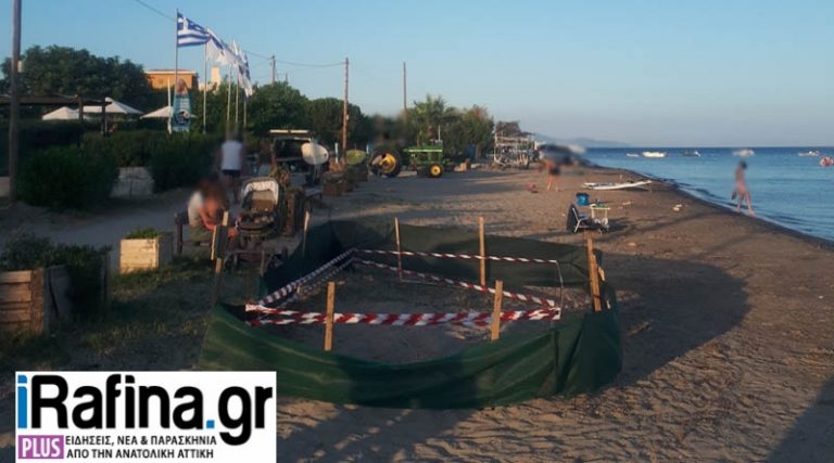 Αρτέμιδα: Τρακτέρ και Τρέιλερ στην παραλία που άφησε τα αβγά της η χελώνα καρέτα καρέτα (φωτό)