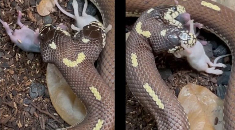 Τρομακτικό βίντεο – Δικέφαλο φίδι καταβροχθίζει ταυτόχρονα δύο ποντίκια