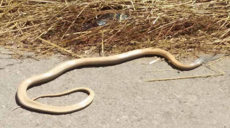Φίδι βγήκε… βόλτα στην Αρτέμιδα (φωτό)