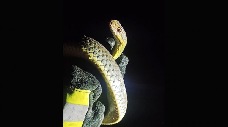 Αρτέμιδα: Νέο περιστατικό με φίδι που αναστάτωσε οικογένεια! (φωτό)
