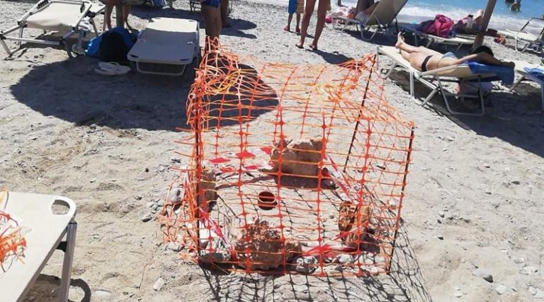 Πόρτο Ράφτη: Χελώνες καρέτα – καρέτα άφησαν τα αβγά τους στις παραλίες του Αγ. Σπυρίδωνα και Βουρλέζας (φωτό)