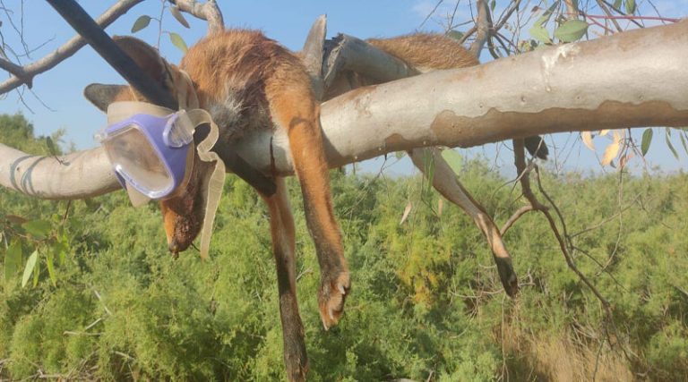 Μαραθώνας: Οργή για την φρικτή θανάτωση αλεπούς στον Σχινιά – Η ανακοίνωση του Δήμου