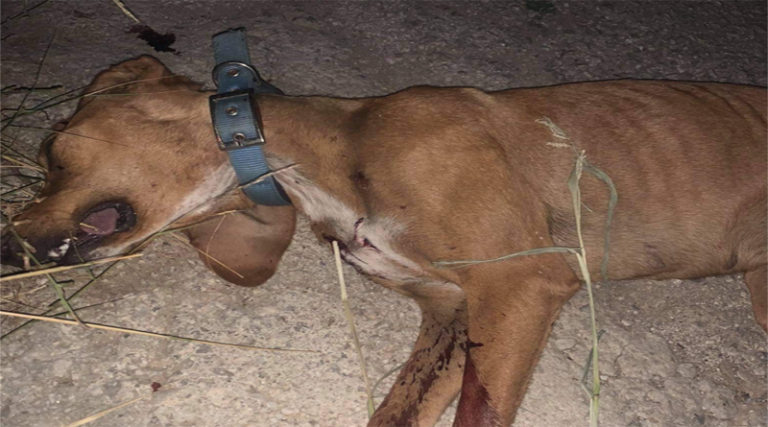 Ασυνείδητοι σκότωσαν σκυλάκι στον Τύμβο του Μαραθώνα