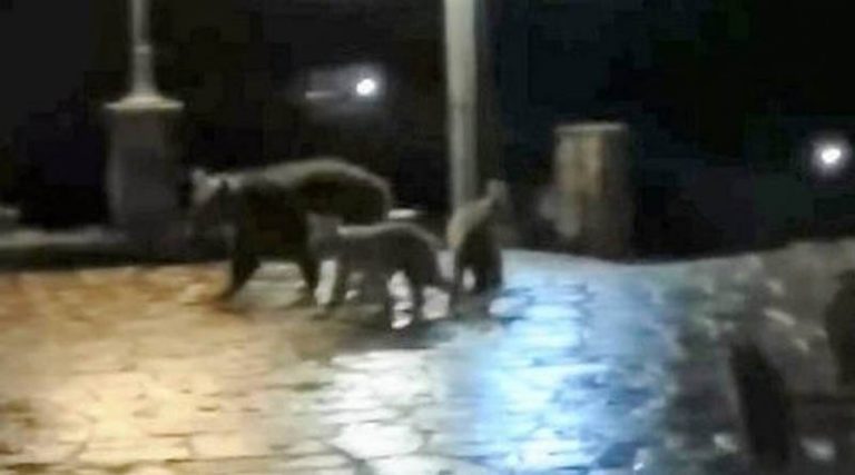 Ζαγόρι: Αρκούδα κάνει βόλτα στο χωριό με τα μικρά της! (βίντεο)