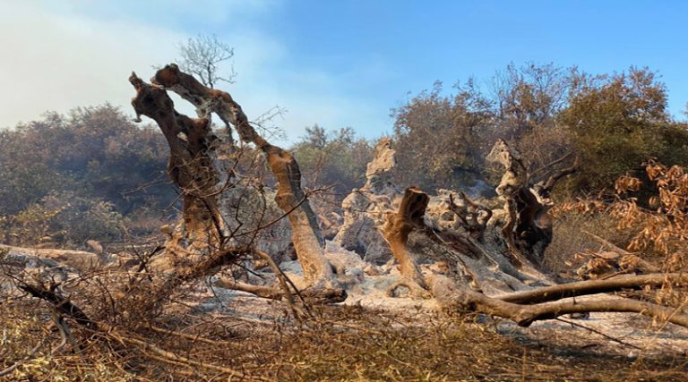 Φωτιά στην Εύβοια: Υπεραιωνόβια ελιά 2.500 χρόνων έγινε στάχτη (φωτό)