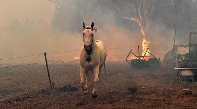 Συγκλονίζει χορεύτρια της Φουρέιρα που έσωσε ένα άλογο από τη φωτιά