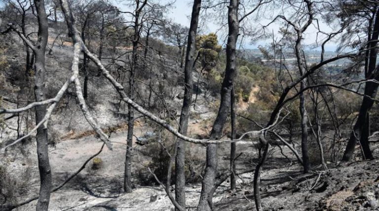 Αποζημιώσεις αγροτών από τις φωτιές – Τα ποσά ανά καλλιέργειες