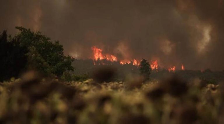 Πυροσβεστική: 65 δασικές πυρκαγιές σε ένα 24ωρο