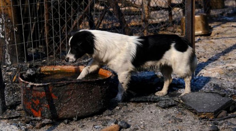 Ο Δήμος Ραφήνας – Πικερμίου προσφέρει παραμονή & θεραπεία  σε σκυλιά από τις πυρόπληκτες περιοχές!