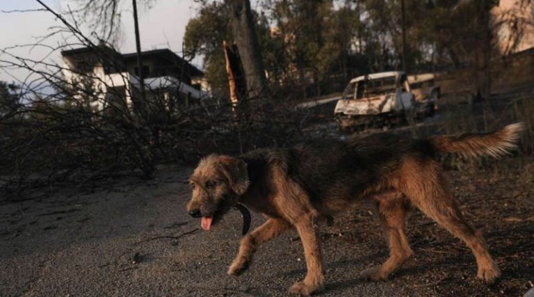 Φωτιά στην Αττική: «Εγκατέλειψαν τα σκυλιά δεμένα στις αυλές» – Πώς οι ήρωες εθελοντές σώζουν ζώα και άλογα