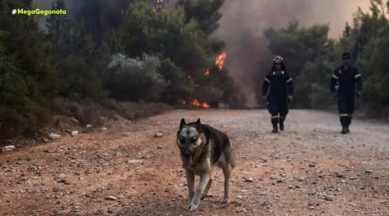 Φωτιές: Ανυπολόγιστες απώλειες σε άγρια και οικόσιτα ζώα