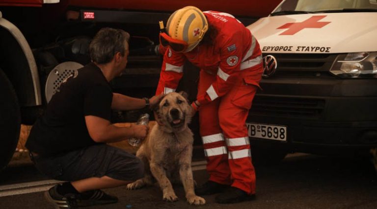 Φωτιά στην Βαρυμπόμπη: Αστυνομικοί έσωσαν σκύλο από την πύρινη λαίλαπα – Συγκλονιστικές εικόνες