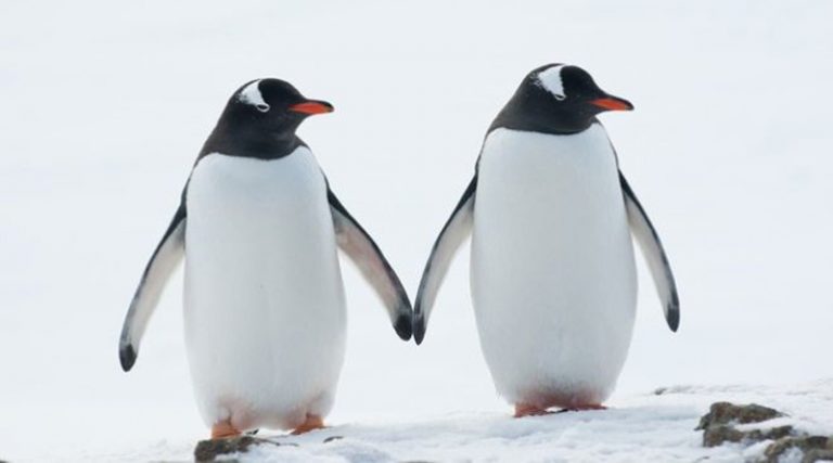 Γκέι ερωτευμένοι πιγκουίνοι ετοιμάζονται να γίνουν γονείς