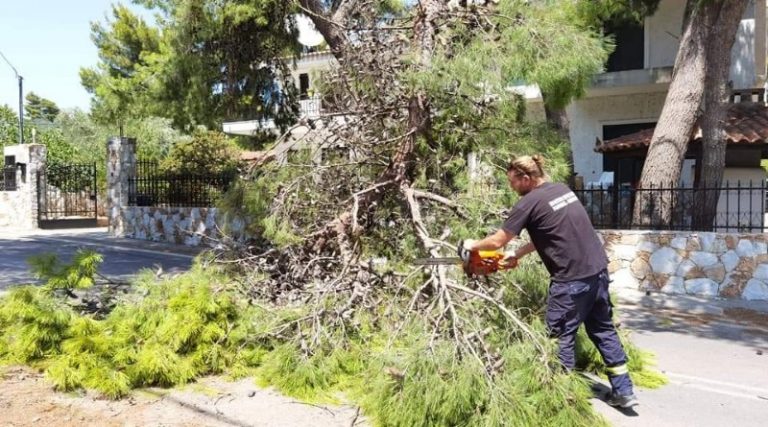 Ραφήνα: Έπεσε δέντρο στη Διασταύρωση – Έκλεισε ο δρόμος για το Κέντρο Υγείας (φωτό)