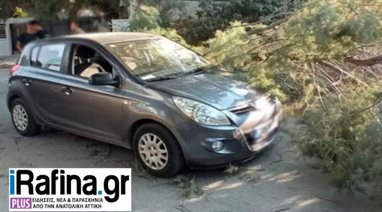 Κλειστός δρόμος στην Αρτέμιδα – Δέντρο έπεσε πάνω σε αυτοκίνητο! (φωτό)