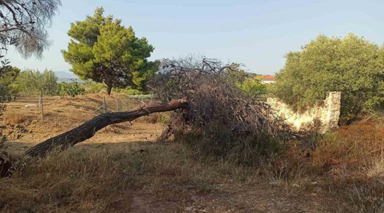 Άμεση επέμβαση της Πολιτικής Προστασίας Ραφήνας – Πικερμίου για την απομάκρυνση δέντρου που έπεσε (φωτό)