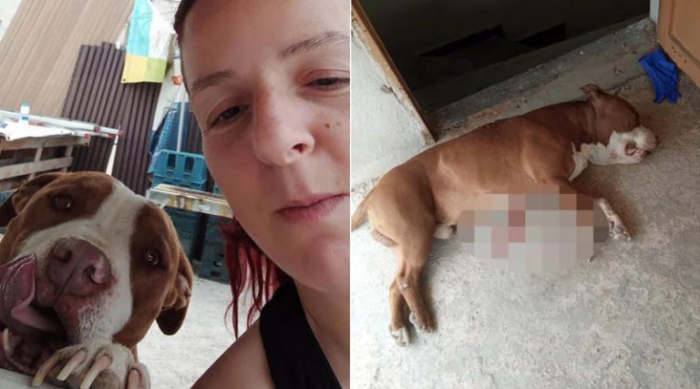 Δικογραφία για τον αστυνομικό που πυροβόλησε και σκότωσε σκύλο
