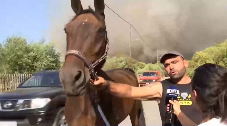 Φωτιά στην Βαρυμπόμπη: Έχουν μεταφερθεί περίπου 200 άλογα στο Μαρκόπουλο – Συνεχίζεται η περισυλλογή