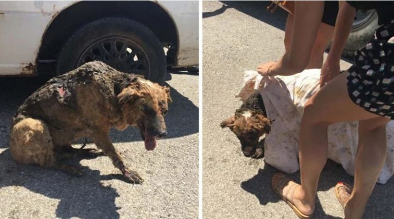 Κάτοικοι στα Βίλια έσωσαν σκυλάκο από τις φλόγες – Τρομοκρατημένος και γεμάτος εγκαύματα (video)