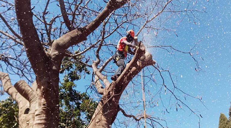 Πολιτική Προστασία Δήμου Μαρκοπούλου: Ξεκινάει αυτή την βδομάδα η κοπή δέντρων