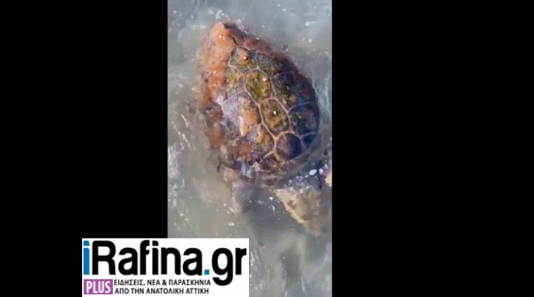 Αρτέμιδα: Τραυματισμένη χελώνα καρέτα – καρέτα, βγήκε στα ρηχά για να ζητήσει βοήθεια! (βίντεο)