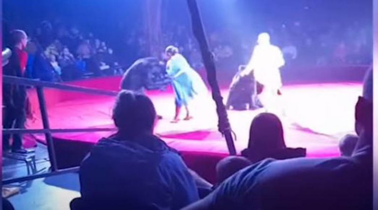 Τρόμος! Αρκούδα επιτέθηκε σε έγκυο θηριοδαμαστή σε τσίρκο (βίντεο)