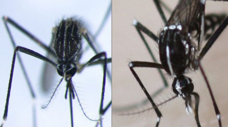 Πόσο απειλητικό είναι το κορεάτικο κουνούπι που μπορεί να έρθει στην Ελλάδα – Τι μπορεί να προκαλέσει