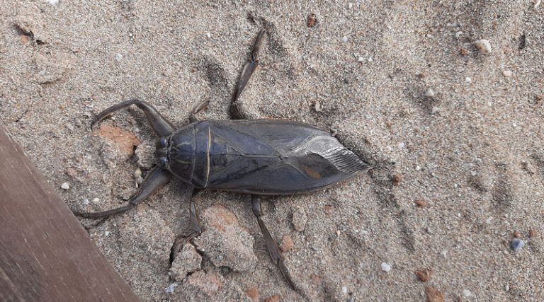 Αρτέμιδα: Εμφανίστηκε το μεγαλύτερο δηλητηριώδες έντομο ο “Λιθόκερος”! (φωτό & βίντεο)