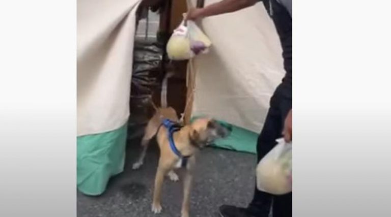 Σεισμός στην Κρήτη: Ο σκύλος που έγινε ο φύλακας σεισμοπαθών στις σκηνές που στήθηκαν (βίντεο)