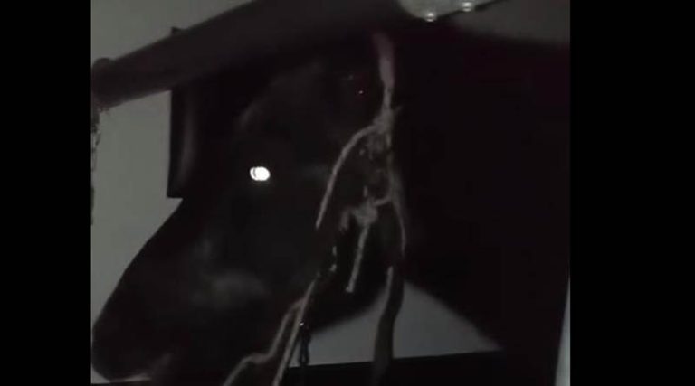 Μαραθώνας: Άλογο κυκλοφορούσε ελεύθερο στη Λ. Μαραθώνος – Από θαύμα δεν έγινε ατύχημα (βίντεο)
