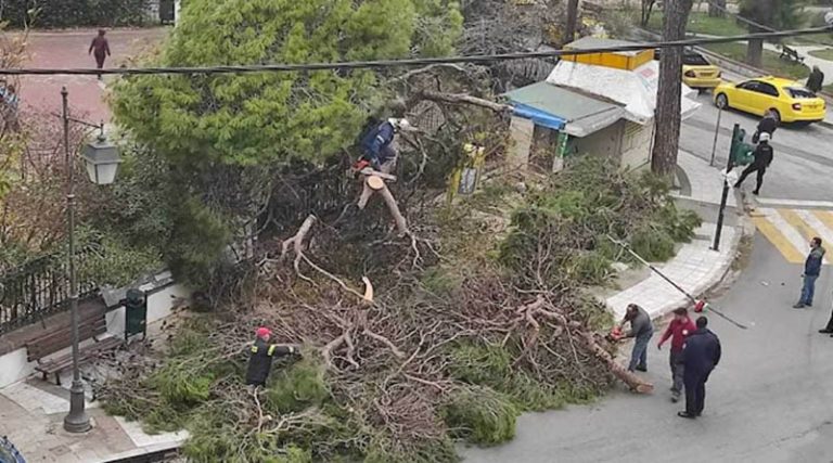 Παραλίγο τραγωδία σε σχολείο – Δέντρο έπεσε ξυστά από παιδιά (φωτό)
