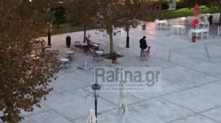 Ραφήνα: Πάλι έσερνε ο μεθυσμένος Ρουμάνος την κατσίκα στην κεντρική πλατεία (φωτό)