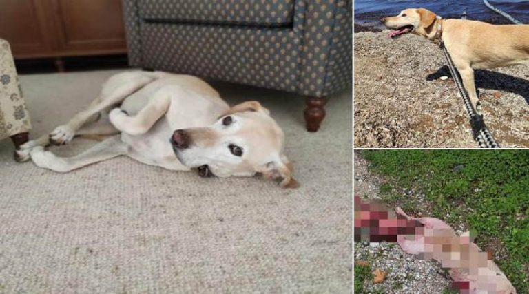 Κτηνωδία στο Πικέρμι: Βρήκε τον σκύλο που φρόντιζε ξεκοιλιασμένο! (φωτό)