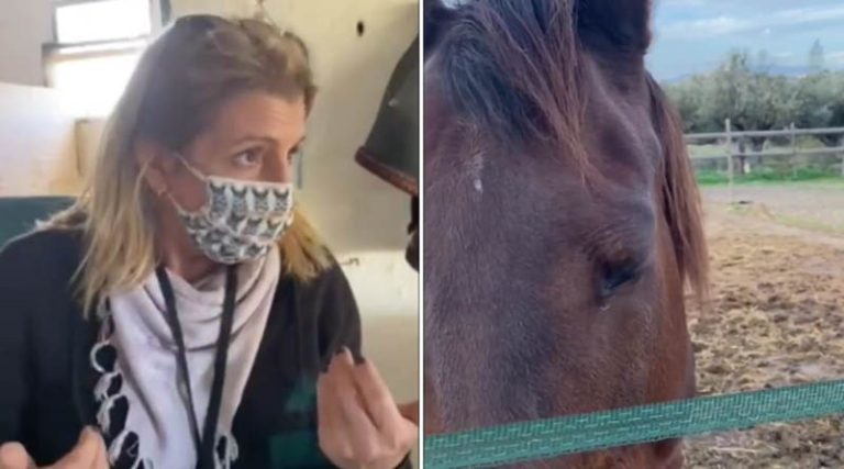 Μαρκόπουλο: Βίντεο που προκαλεί ανατριχίλα! Κακοποιημένα άλογα και γαϊδουράκια περιμένουν ανάδοχο